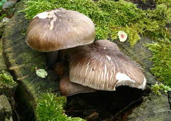  ,   Pluteus cervinus (Pluteus atricapillus) 